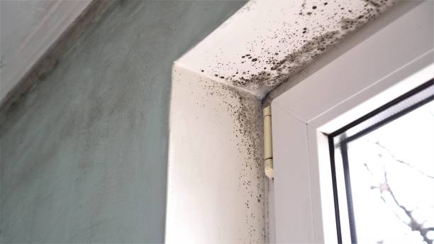 Best Local Mold Removal Service  in Wytheville, VA