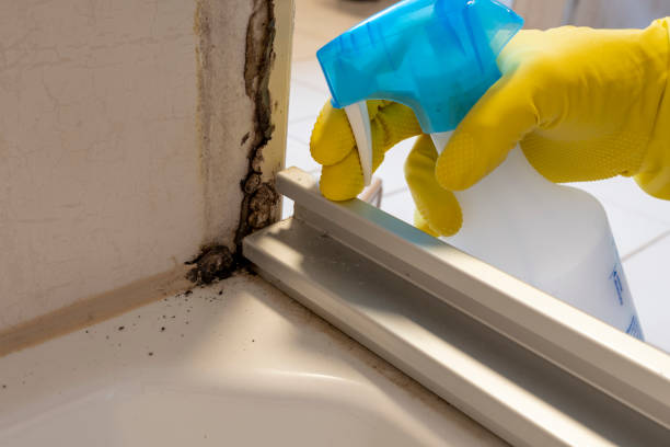 Best Emergency Mold Removal  in Wytheville, VA