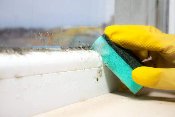 Best Mold Removal Near Me  in Wytheville, VA