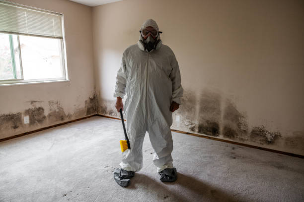 Professional Mold Removal in Wytheville, VA
