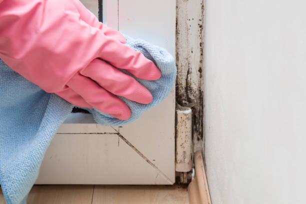 Best Mold Damage Repair  in Wytheville, VA