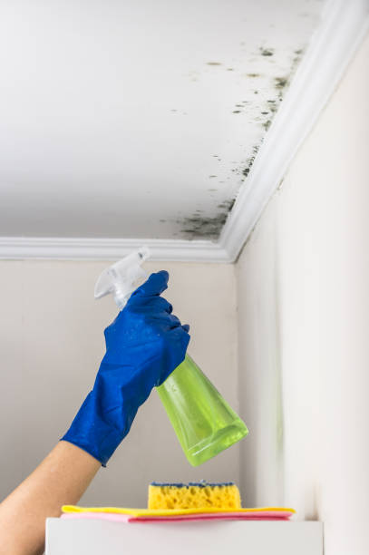 Best Local Mold Removal Service  in Wytheville, VA
